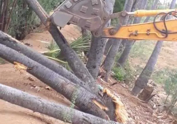 tree